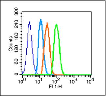 EGFR antibody