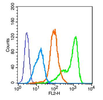 EGFR antibody