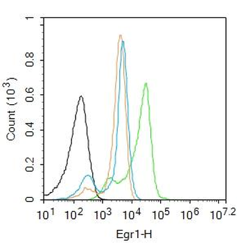 Egr1 antibody