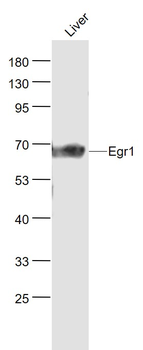 Egr1 antibody