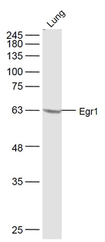 Egr1 antibody