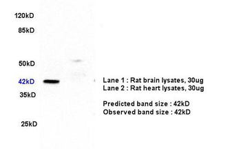 ERK2 antibody