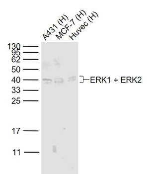 ERK2 antibody