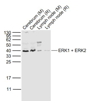 ERK2 antibody