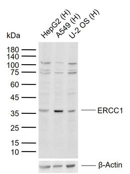 ERCC1 antibody