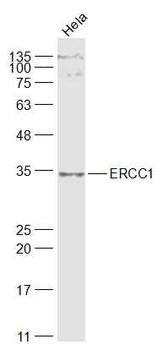 ERCC1 antibody