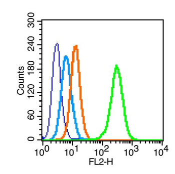 IRS1 (phospho-Ser307) antibody