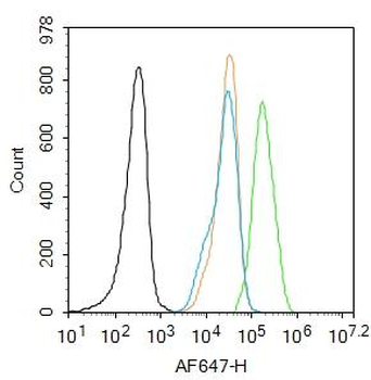 IRS1 (phospho-Ser307) antibody