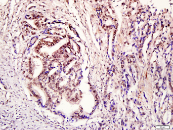 STAT3 (phospho-Tyr705) antibody