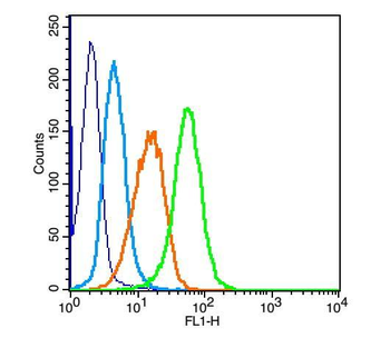 Estrogen Recepter beta antibody