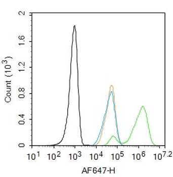 Smad3(phospho-Ser213) antibody