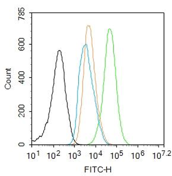 NFkB p65 (phospho-Ser276) antibody