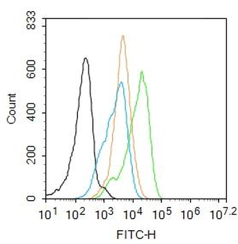 NFkB p65 (phospho-Ser276) antibody