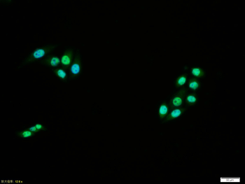 NFkB p65 (phospho-Ser276) antibody