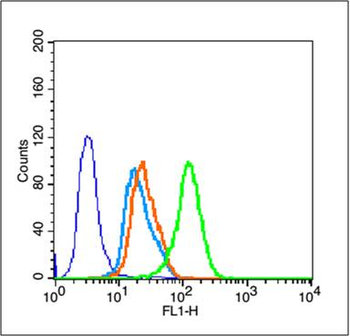 Phospho-SIRT1 (Ser47) Rabbit Polyclonal Antibody