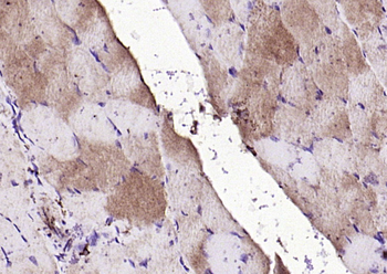 FGF8 antibody