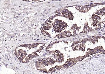 FGF8 antibody