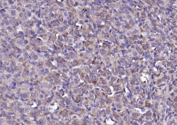 FGF8 antibody