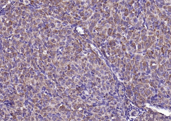 FGF8 antibody