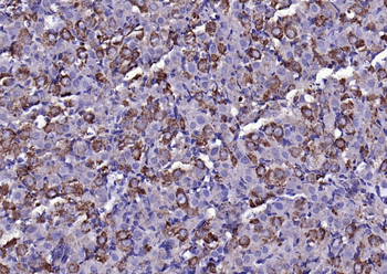 FGF8 antibody