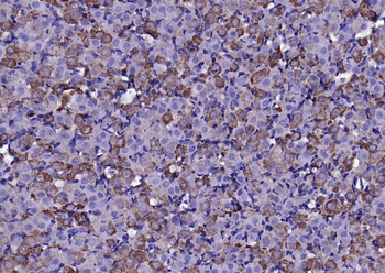 FGF8 antibody