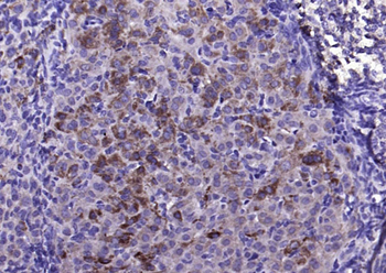 FGF8 antibody