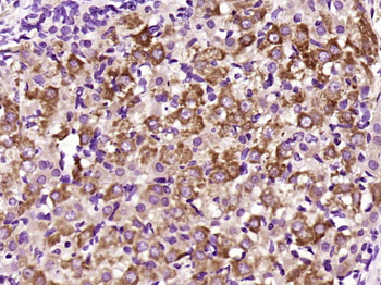 FGF8 antibody