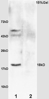 GADD45 antibody