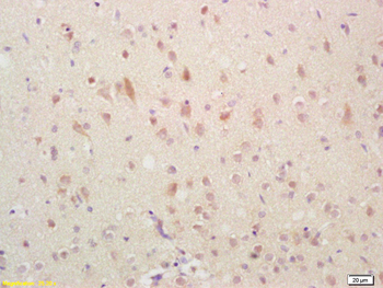 GADD45 antibody