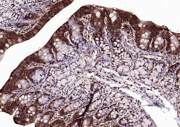 GAPDH monoclonal antibody