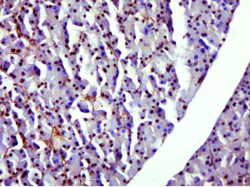 GAPDH monoclonal antibody