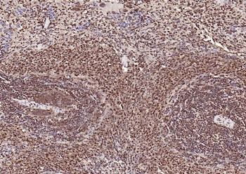 GAPDH monoclonal antibody