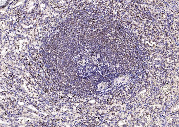 GAPDH monoclonal antibody