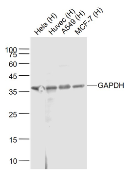 GAPDH monoclonal antibody