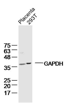 GAPDH monoclonal antibody