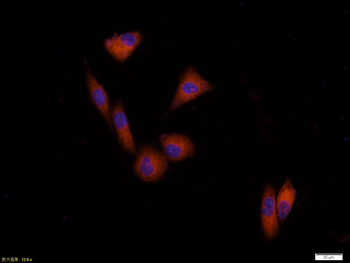 GAPDH monoclonal antibody