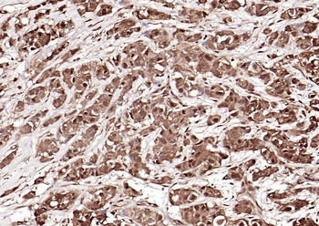 GAPDH monoclonal antibody