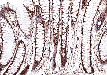 GAPDH monoclonal antibody