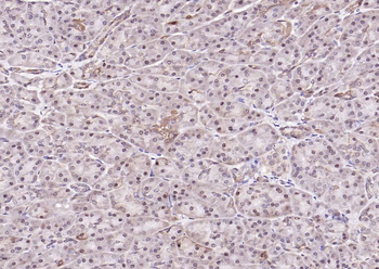 GAPDH monoclonal antibody