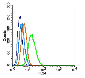 GLI1 antibody