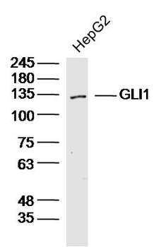 GLI1 antibody