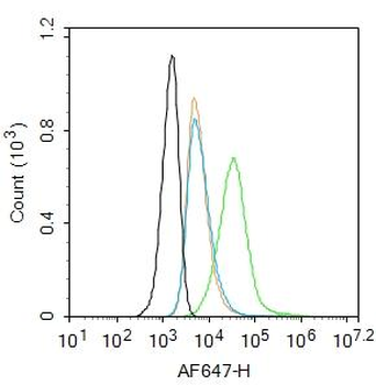 GLP1 Receptor antibody