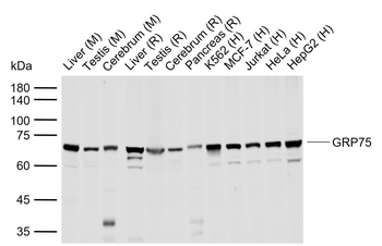 GRP75 antibody