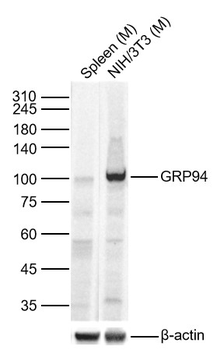 GRP94 antibody