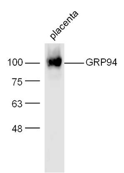 GRP94 antibody