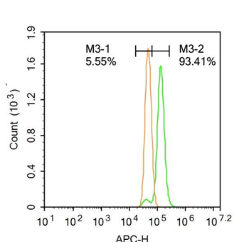 GRP94 antibody