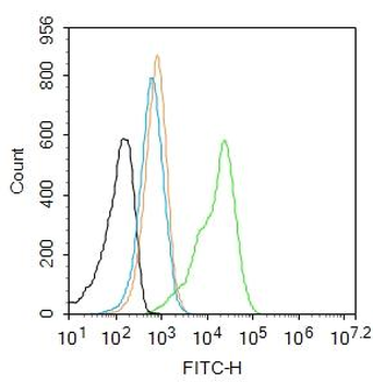 GSK3 Beta antibody