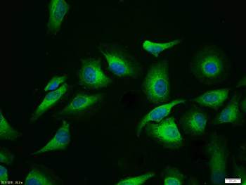 GSK3 Beta antibody