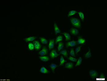 GSK3 Beta antibody