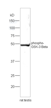 GSK3 beta (phospho-Ser9) antibody